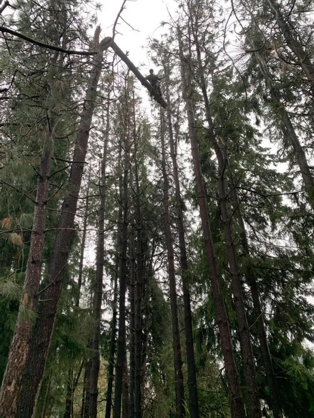 Tangled Roots Tree Care — photo from the business 11