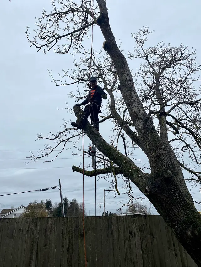 Tangled Roots Tree Care — photo from the business 5
