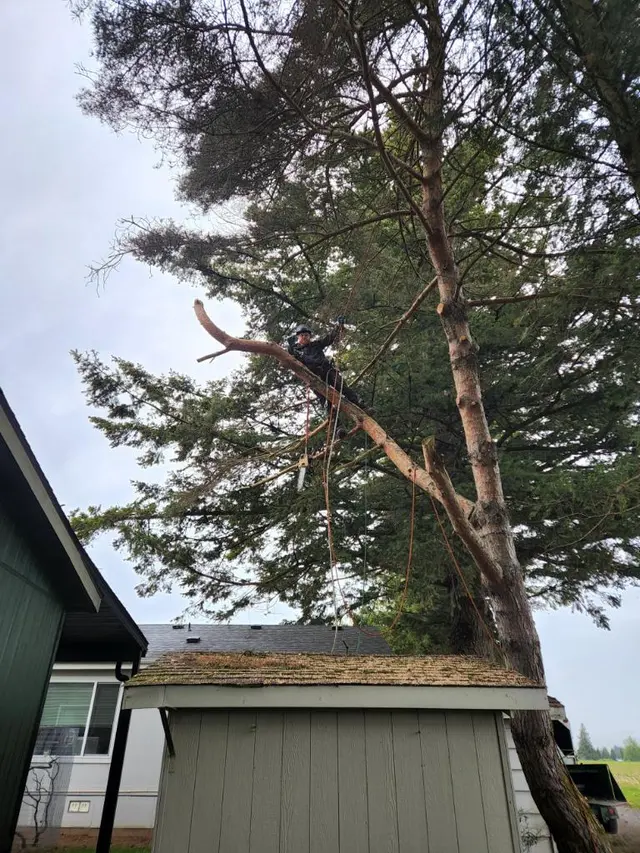 Tangled Roots Tree Care — photo from the business 3