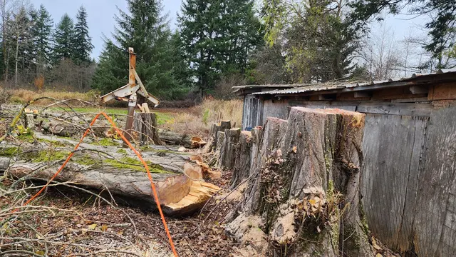 DAVE THE TREE GUY TREE CARE SERVICE. CUSTER WA — photo from the business 9