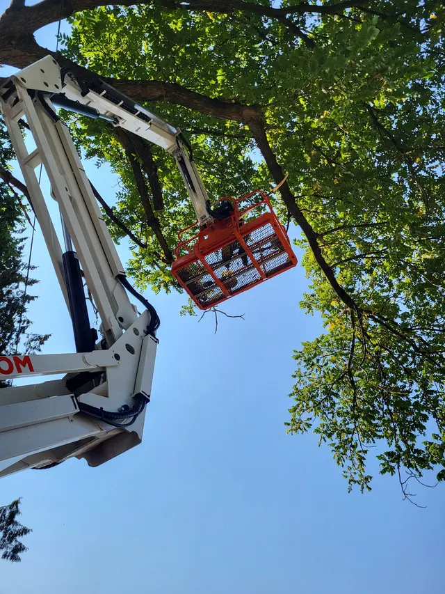 DAVE THE TREE GUY TREE CARE SERVICE. CUSTER WA — photo from the business 11