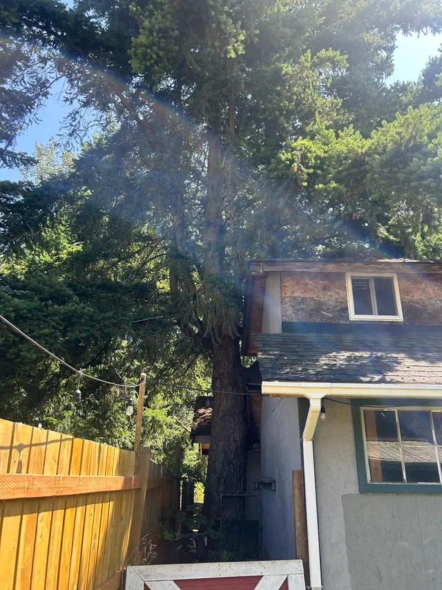 Customer photo of work by DAVE THE TREE GUY TREE CARE SERVICE. CUSTER WA, from Jesse Zina's review
