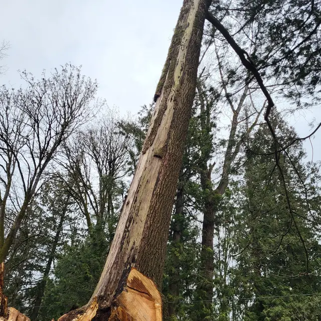 DAVE THE TREE GUY TREE CARE SERVICE. CUSTER WA — photo from the business 6
