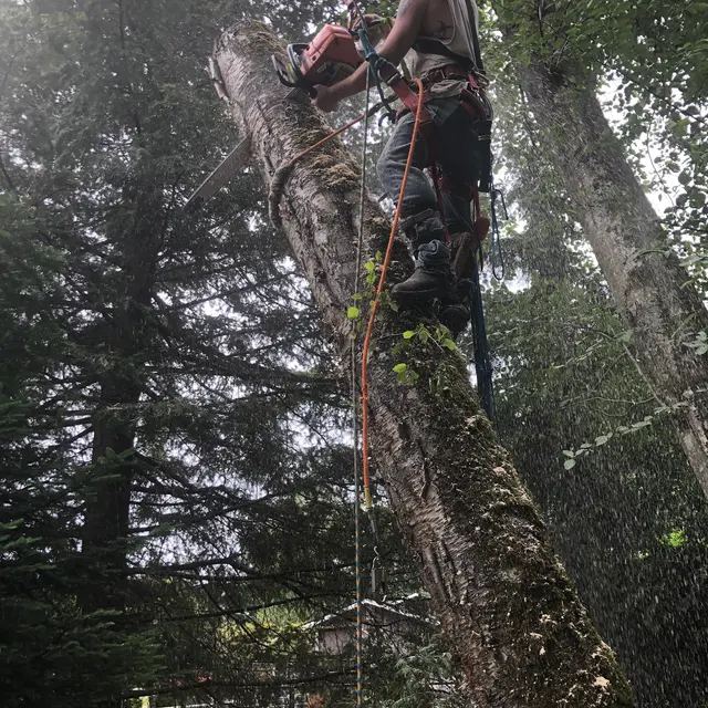 DAVE THE TREE GUY TREE CARE SERVICE. CUSTER WA — photo from the business 4