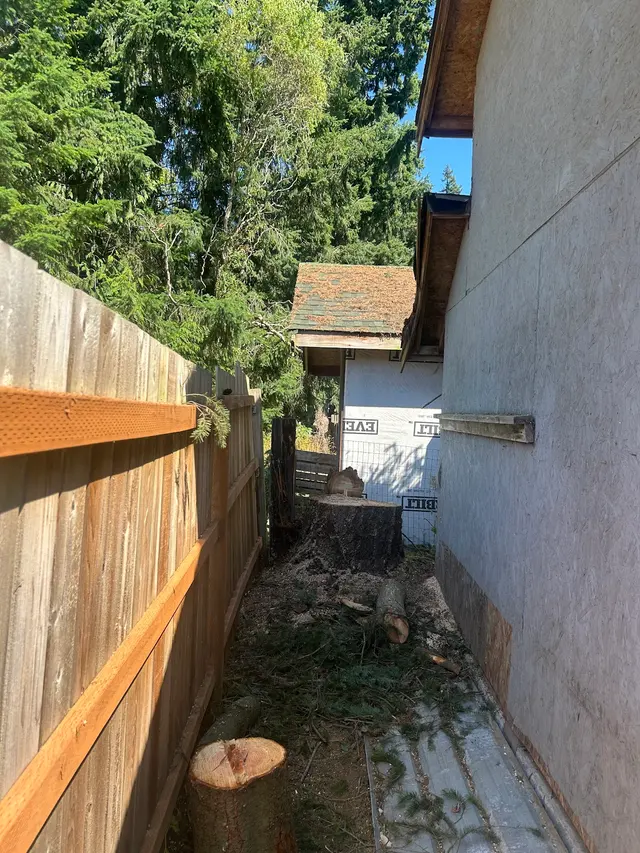 Customer photo of work by DAVE THE TREE GUY TREE CARE SERVICE. CUSTER WA, from Jesse Zina's review
