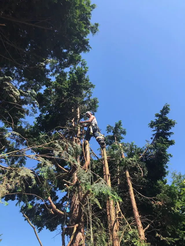 DAVE THE TREE GUY TREE CARE SERVICE. CUSTER WA — photo from the business 10