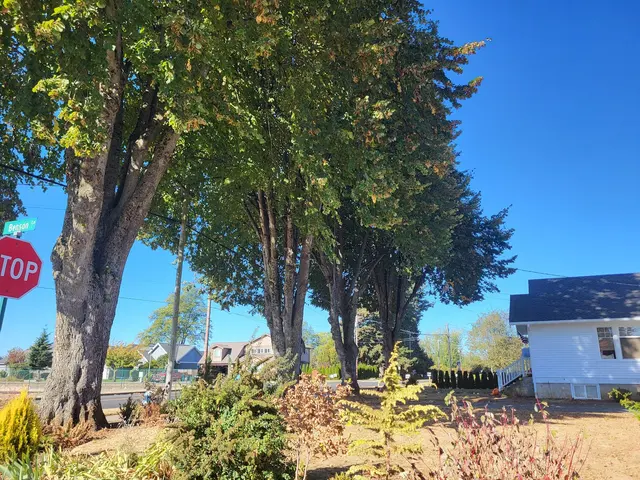 DAVE THE TREE GUY TREE CARE SERVICE. CUSTER WA — photo from the business 5