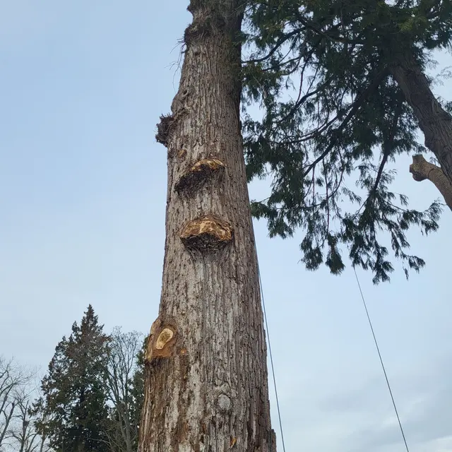 DAVE THE TREE GUY TREE CARE SERVICE. CUSTER WA — photo from the business 3