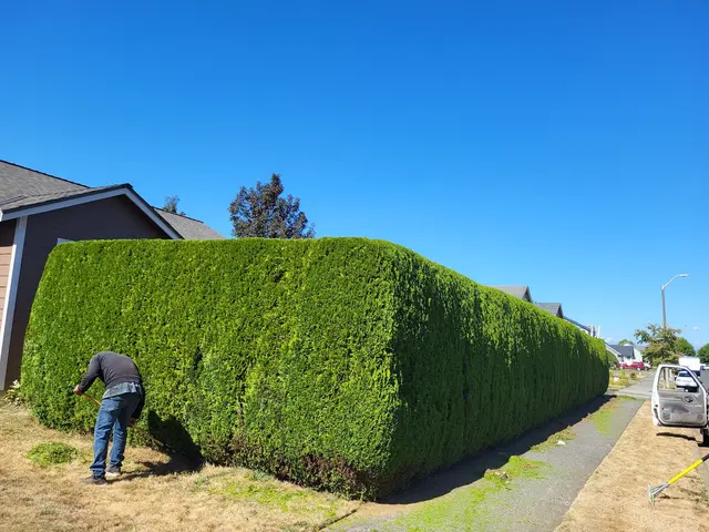DAVE THE TREE GUY TREE CARE SERVICE. CUSTER WA — photo from the business 2