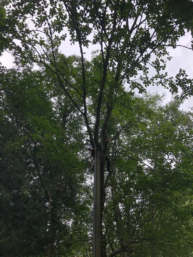 DAVE THE TREE GUY TREE CARE SERVICE. CUSTER WA — photo from the business 12