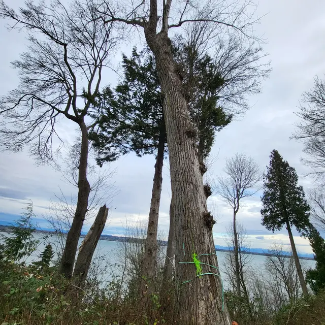 DAVE THE TREE GUY TREE CARE SERVICE. CUSTER WA — photo from the business 8