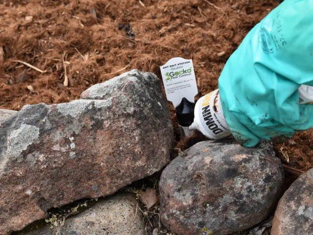 Gecko Pest Control — photo from the business 8