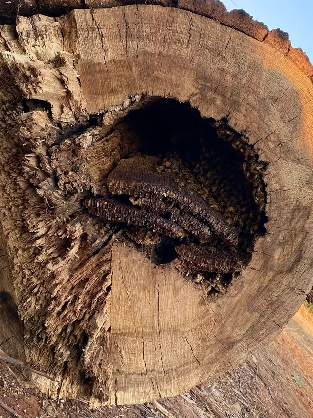 Hobbs Pest Solutions — photo from the business 6