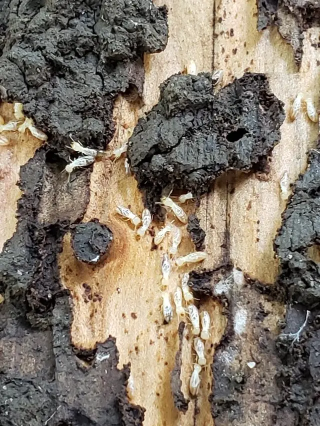 Hobbs Pest Solutions — photo from the business 5