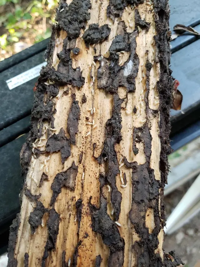 Hobbs Pest Solutions — photo from the business 11