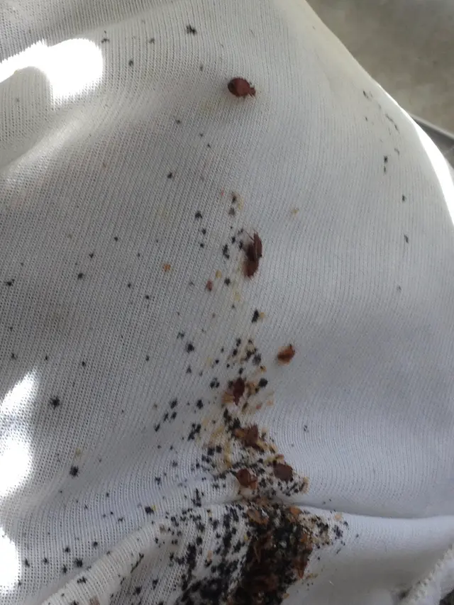 Hobbs Pest Solutions — photo from the business 3