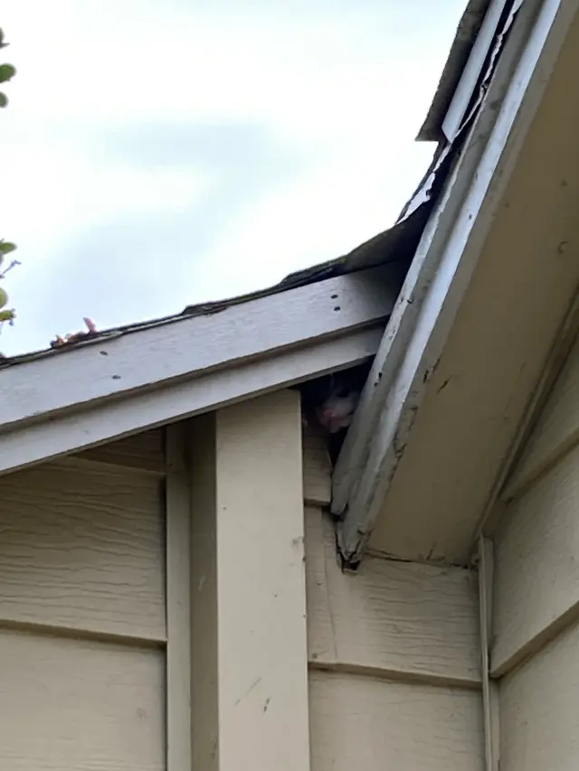 Moses Gaitan Pest Control — customer photo 5