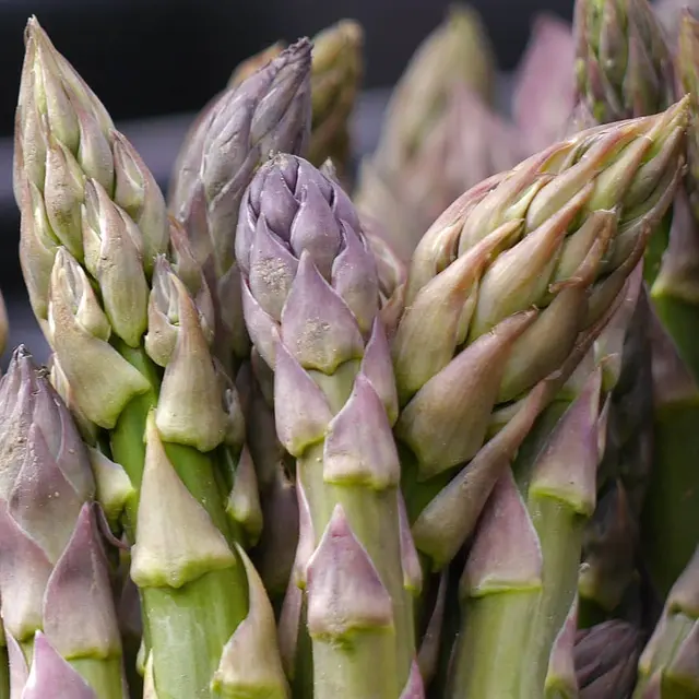 Hollywood Farmers Market — photo from the business 8