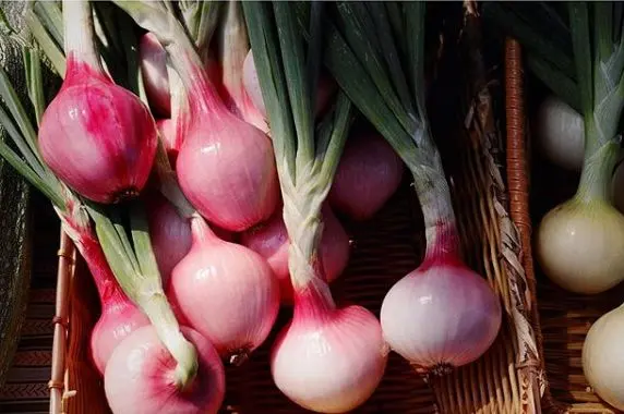 Hollywood Farmers Market — photo from the business 12