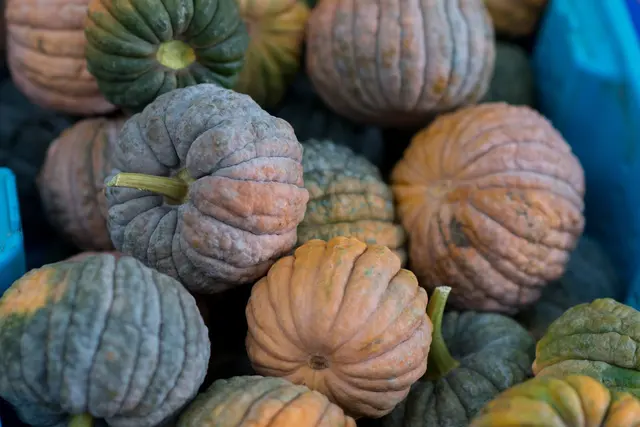 Portland Farmers Market - Shemanski Park — photo from the business 11