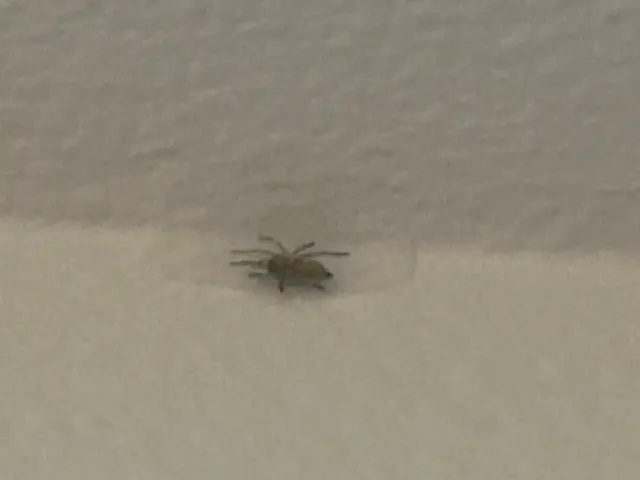 Insight Pest Control - Bellevue — customer photo 10