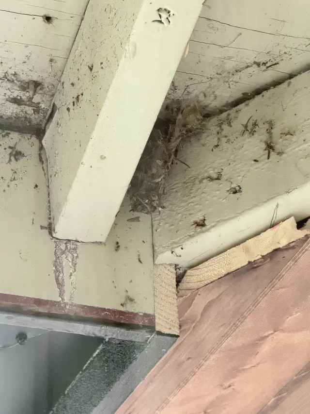 Insight Pest Control - Bellevue — customer photo 12