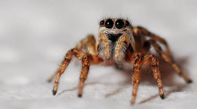 Insight Pest Control - Seattle — photo from the business 8