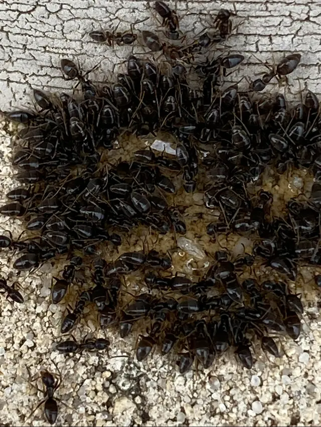 McDonald Exterminators Inc — photo from the business 2