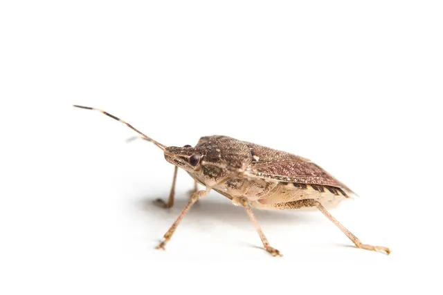 Total Pest Solutions, Inc. — photo from the business 9