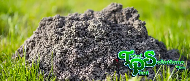 Total Pest Solutions, Inc. — photo from the business 4
