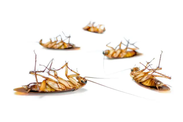 Total Pest Solutions, Inc. — photo from the business 11