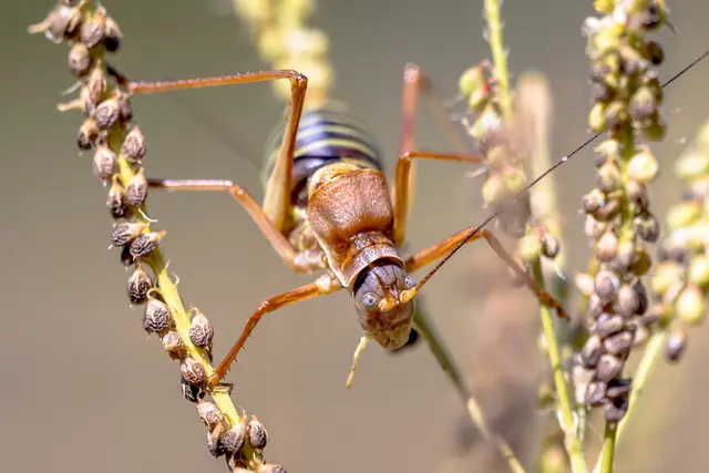 Total Pest Solutions, Inc. — photo from the business 2