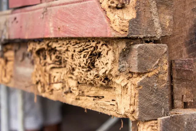 Cascade Pest Control — photo from the business 7