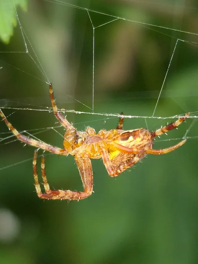 Cascade Pest Control — photo from the business 10
