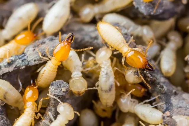 Cascade Pest Control — photo from the business 8