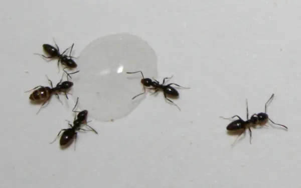 Cascade Pest Control — photo from the business 4