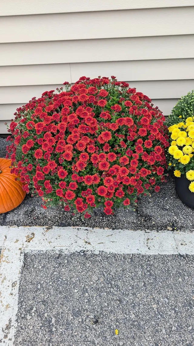 Customer photo of work by Blossom Hill Orchard & Farm, from Jon Lusty's review