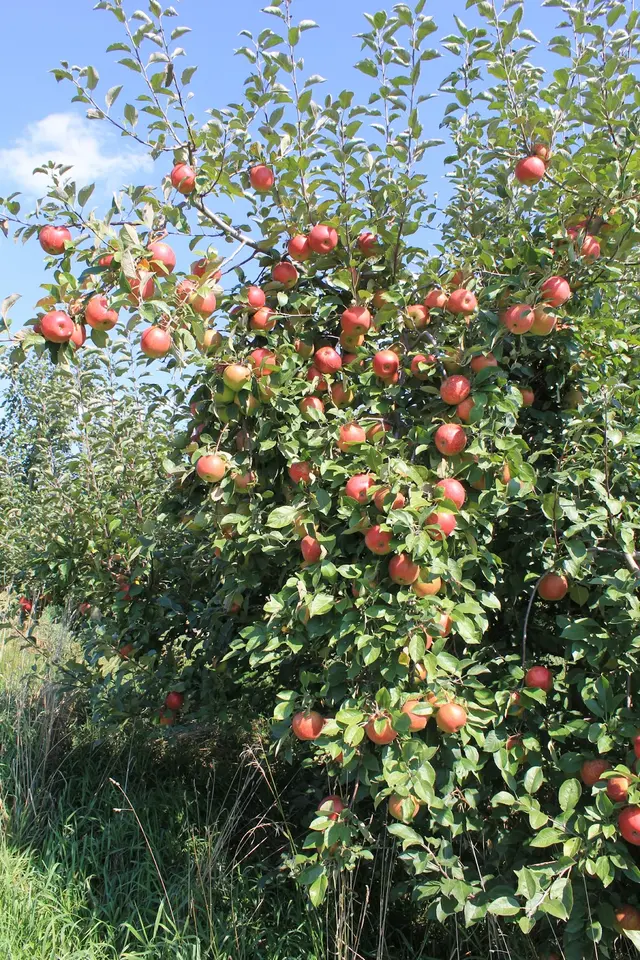 Blossom Hill Orchard & Farm — customer photo 5
