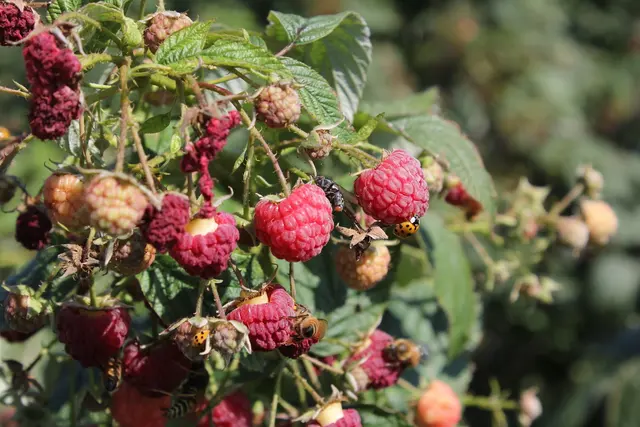 Blossom Hill Orchard & Farm — customer photo 8