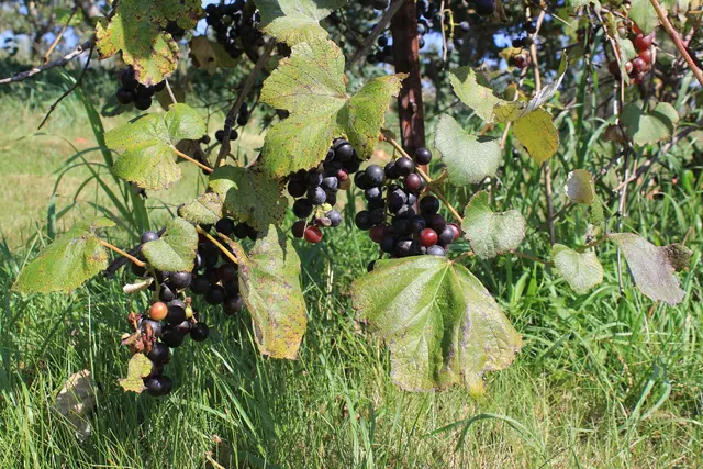 Blossom Hill Orchard & Farm — customer photo 10