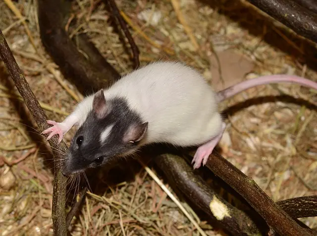AAA Pest Control — photo from the business 3