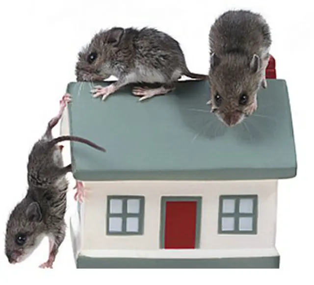 AAA Pest Control — photo from the business 1