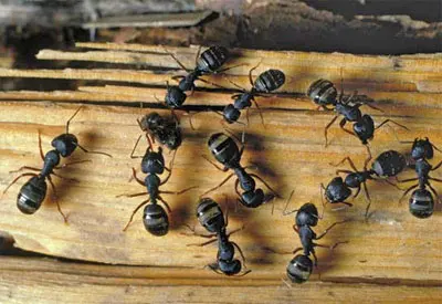 AAA Pest Control — photo from the business 2