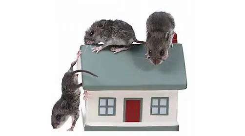 AAA Pest Control — photo from the business 4