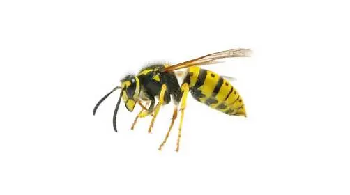 AAA Pest Control — photo from the business 6