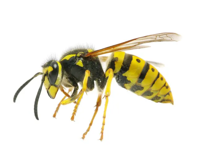 AAA Pest Control — photo from the business 5