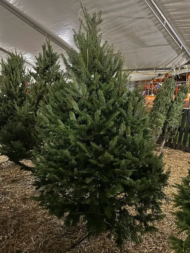 Santa’s Garden Flagler — photo from the business 2