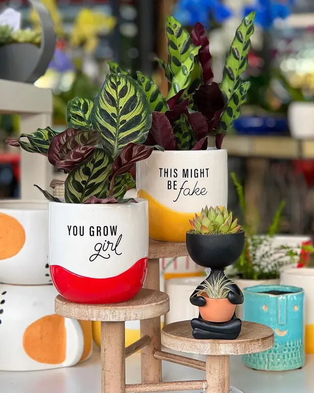 Casaplanta Garden Center — photo from the business 3