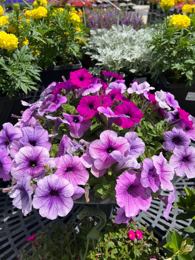 Casaplanta Garden Center — photo from the business 2
