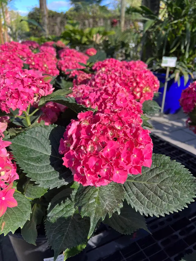 Casaplanta Garden Center — photo from the business 12